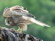 Le Faucon crécerelle juvénile (Falco tinnunculus) - Gîtes Castel de Cantobre, Aveyron, France