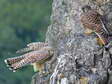 Les Faucons crécerelles juvéniles (Falco tinnunculus) - Gîtes Castel de Cantobre, Aveyron, France